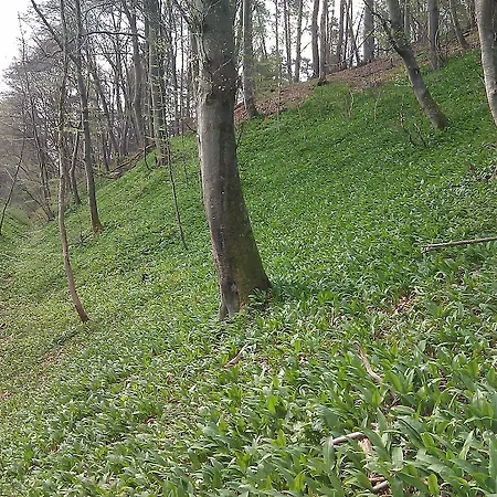Gasthof Eifelstube Rodder